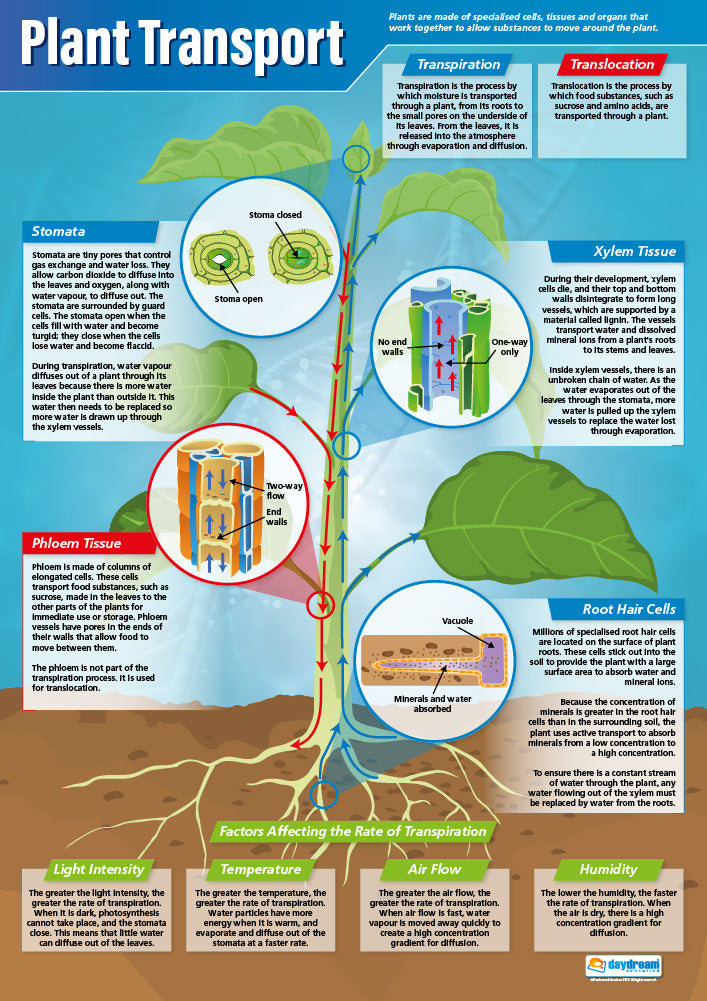 The Food Cycle Poster - Daydream Education