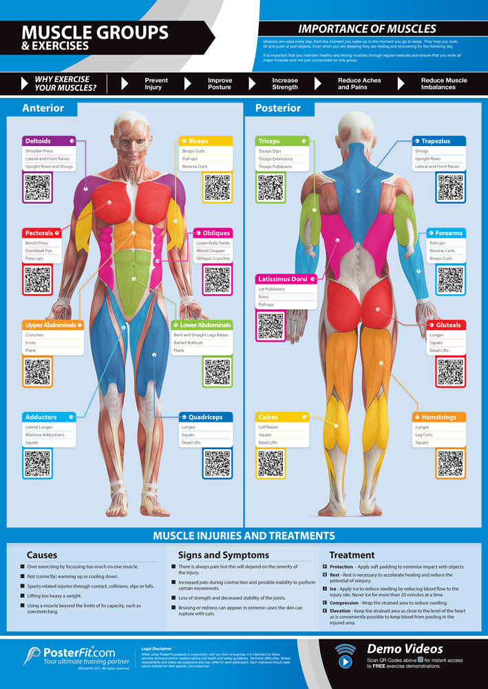 Fitness & Training Essentials Posters, Gym & Fitness, Fitness Posters, Exercise Posters, Gym Posters, Physical Education Posters, PE Posters