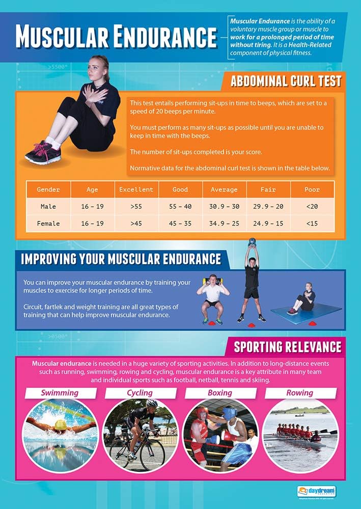 Muscular Endurance Poster | Physical Education Poster | PE Poster ...