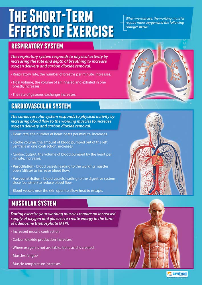 The Short-Term Effects of Exercise Poster | Physical Education Poster ...