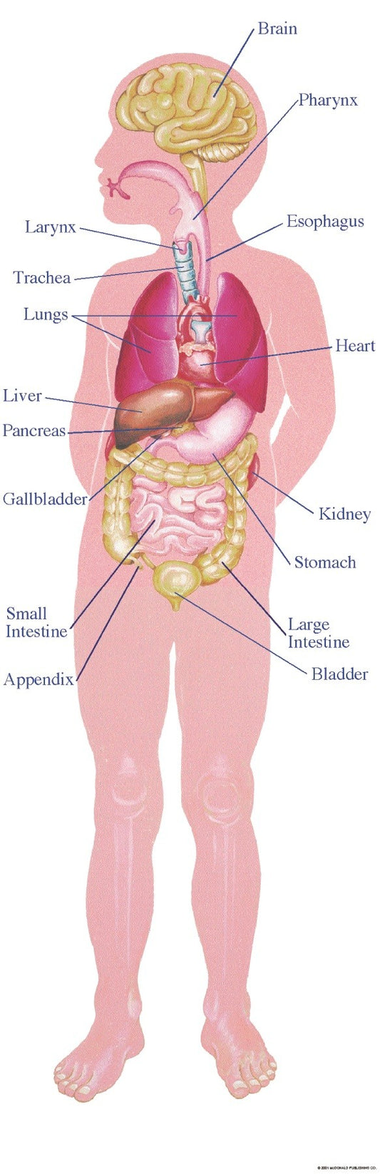 The Human Body, Science, Biology, Physics, Chemistry, Earth Science, Teaching Resources, Poster, Bright Education Australia